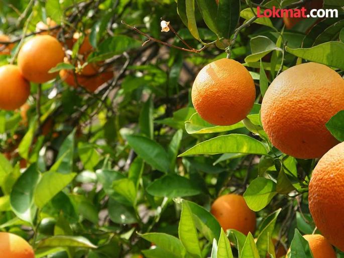 Instead of Nagpur Rajasthani oranges are attracting customers attention 10 to 15 tons daily inflow in Pune market | नागपूरऐवजी राजस्थानी संत्रा वेधतोय ग्राहकांचे लक्ष; पुण्याच्या बाजारपेठेत दररोज १० ते १५ टन आवक Instead of Nagpur Rajasthani oranges are attracting customers attention 10 to 15 tons daily inflow in Pune market | नागपूरऐवजी राजस्थानी संत्रा वेधतोय ग्राहकांचे लक्ष; पुण्याच्या बाजारपेठेत दररोज १० ते १५ टन आवक