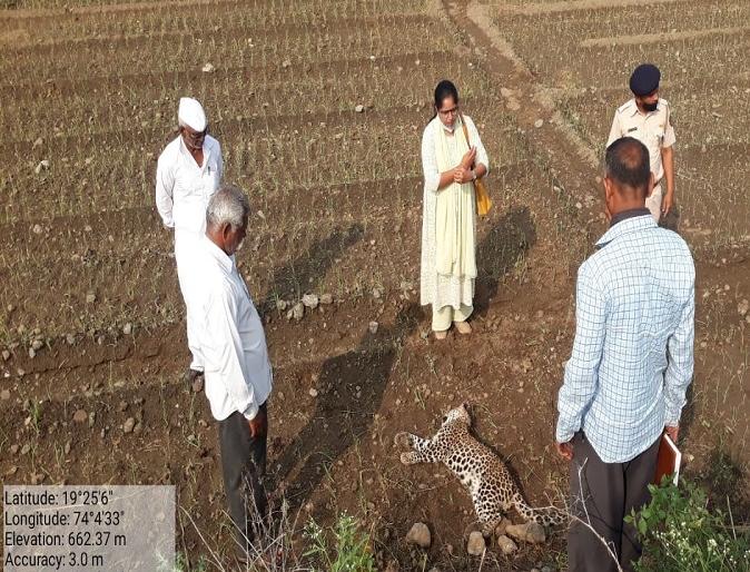 Leopard fight: Both leopards were killed, an incident took place in 'Ya' taluka | बिबट्याची झुंज : दोन्ही बिबटे ठार, ‘या’ तालुक्यात घडली घटना Leopard fight: Both leopards were killed, an incident took place in 'Ya' taluka | बिबट्याची झुंज : दोन्ही बिबटे ठार, ‘या’ तालुक्यात घडली घटना