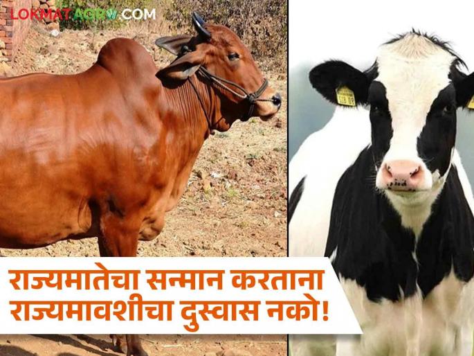 A comparative study of hybrid cows with native cows is the need of upcoming days | देशी गाईंशी संकरित गाईंचा तुलनात्मक अभ्यास होणे काळाची गरज