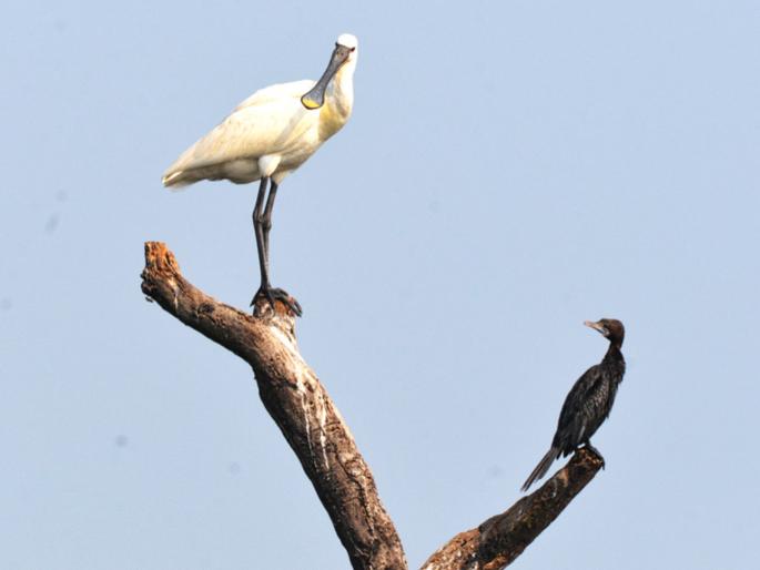 A rakhi heron flew from Europe, the presence of a sword in Africa! | युरोपहून उडत आला राखी बगळा, आफ्रिकेतील तलवारचीही हजेरी! A rakhi heron flew from Europe, the presence of a sword in Africa! | युरोपहून उडत आला राखी बगळा, आफ्रिकेतील तलवारचीही हजेरी!