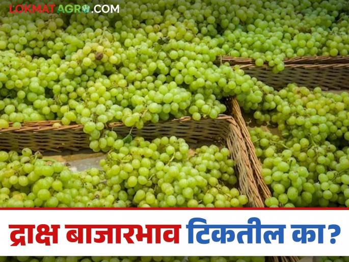 Latest News Draksh Bajarbhav Grape market prices will remain stable in coming period see details | Draksh Bajarabhav : द्राक्ष काय भाव मिळतायेत? दर टिकून राहतील का? जाणून घ्या सविस्तर  Latest News Draksh Bajarbhav Grape market prices will remain stable in coming period see details | Draksh Bajarabhav : द्राक्ष काय भाव मिळतायेत? दर टिकून राहतील का? जाणून घ्या सविस्तर