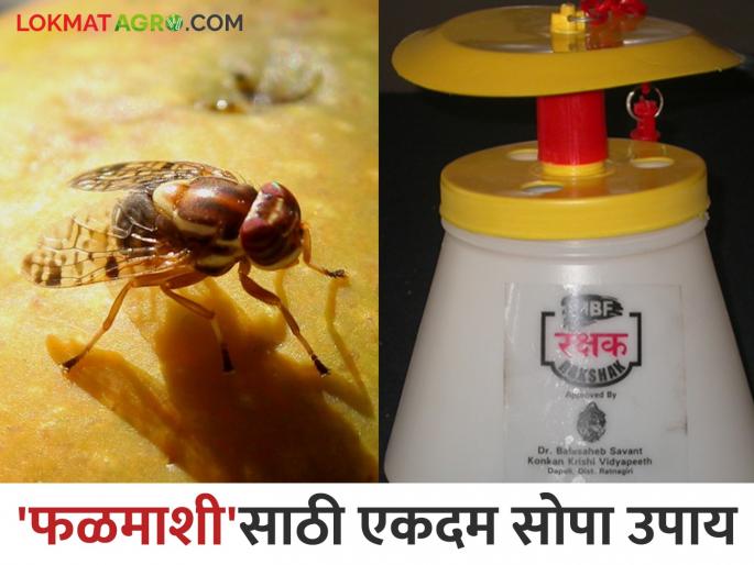 Amba Fal Mashi : To prevent the infestation of fruit flies in mangoes, follow this simple and low-cost solution | Amba Fal Mashi : आंब्यातील फळमाशीचा प्रादुर्भाव रोखण्यासाठी करा एकदम कमी खर्चाचा सोपा उपाय Amba Fal Mashi : To prevent the infestation of fruit flies in mangoes, follow this simple and low-cost solution | Amba Fal Mashi : आंब्यातील फळमाशीचा प्रादुर्भाव रोखण्यासाठी करा एकदम कमी खर्चाचा सोपा उपाय