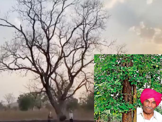 Fight for justice... One crore rupees compensation to a farmer by indian railway for a single red sandalwood tree | न्यायासाठी लढा... एका झाडासाठी शेतकऱ्याला एक कोटी रुपये भरपाई! Fight for justice... One crore rupees compensation to a farmer by indian railway for a single red sandalwood tree | न्यायासाठी लढा... एका झाडासाठी शेतकऱ्याला एक कोटी रुपये भरपाई!