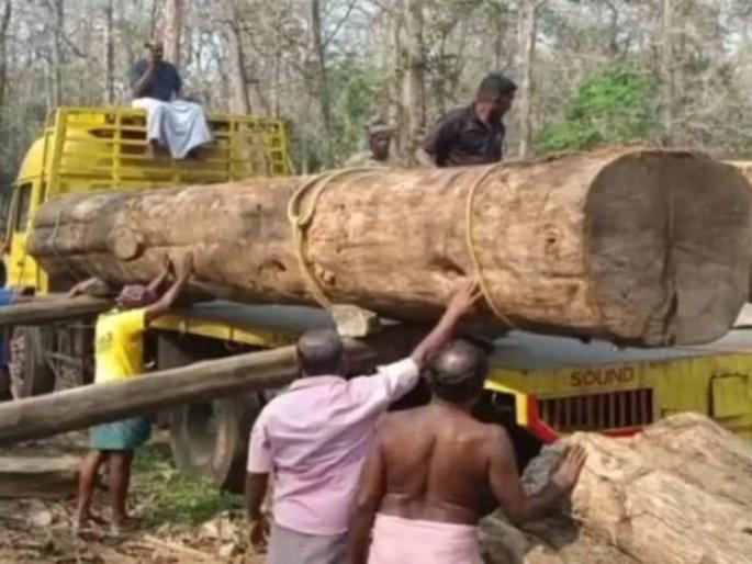 chandrapur district will send wooden blocks ram mandir door | चंद्रपूरच्या लाकडापासून बनणार राम मंदिराचे दरवाजे! FRI शास्त्रज्ञांनी का लावली मोहोर जाणून घ्या chandrapur district will send wooden blocks ram mandir door | चंद्रपूरच्या लाकडापासून बनणार राम मंदिराचे दरवाजे! FRI शास्त्रज्ञांनी का लावली मोहोर जाणून घ्या