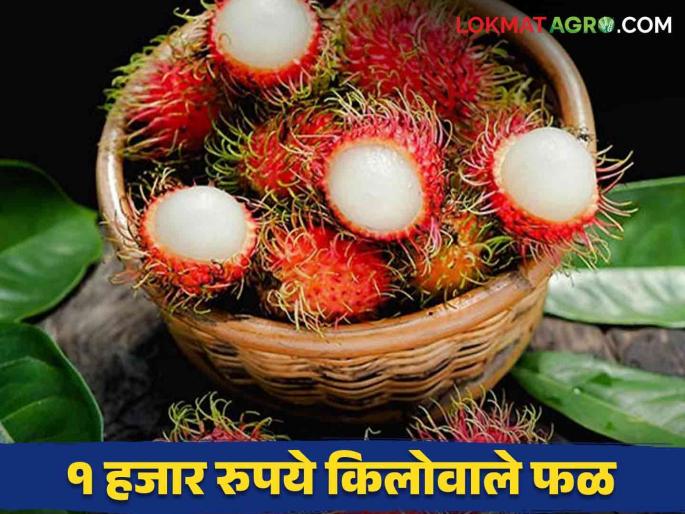 Rambutan Fruit : This new fruit is sold at 1000 rupees per kg in Solapur market | Rambutan Fruit : सोलापूर मार्केटमध्ये आलंय १ हजार रुपये किलोने विकले जाणारे हे नवीन फळ