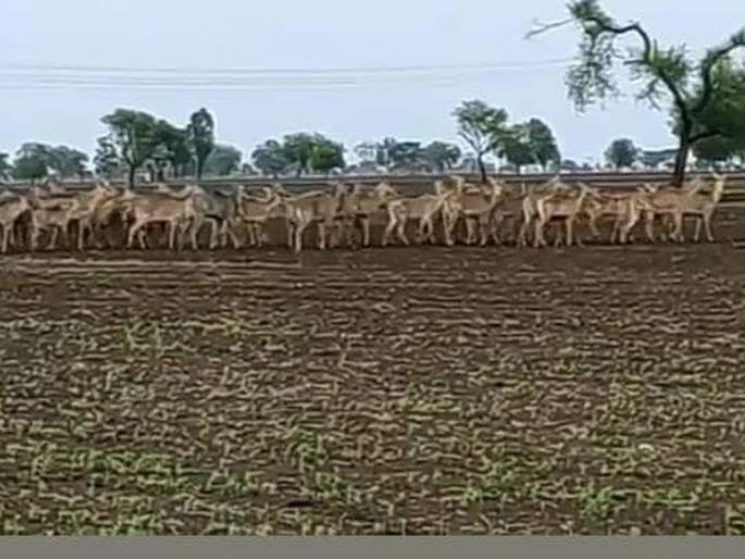 Farmers from 12 villages give up sowing sorghum , green gram | वन्य प्राण्यांच्या हैदोसात १२ गावांतील शेतकऱ्यांनी सोडून दिला ज्वारीचा पेरा! Farmers from 12 villages give up sowing sorghum , green gram | वन्य प्राण्यांच्या हैदोसात १२ गावांतील शेतकऱ्यांनी सोडून दिला ज्वारीचा पेरा!