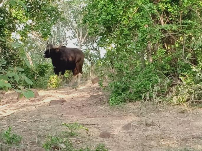 Cows live in Panhala-Pavangad area | पन्हाळा-पावनगड परीसरात गव्यांचे वास्तव्य Cows live in Panhala-Pavangad area | पन्हाळा-पावनगड परीसरात गव्यांचे वास्तव्य