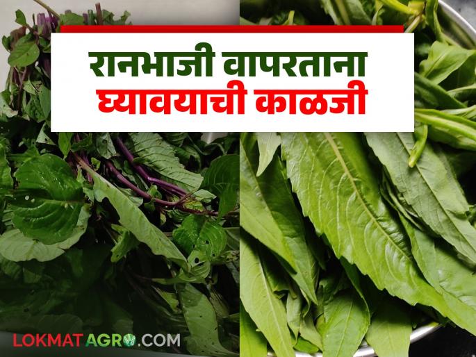 Latest News Ran bhaji Recipe keep these things in mind when preparing ranbhaji | Ranbhaji : आरोग्यदायी रानभाज्यांची रेलचेल, रानभाजी बनवतांना 'या' गोष्टी लक्षात ठेवा! Latest News Ran bhaji Recipe keep these things in mind when preparing ranbhaji | Ranbhaji : आरोग्यदायी रानभाज्यांची रेलचेल, रानभाजी बनवतांना 'या' गोष्टी लक्षात ठेवा!