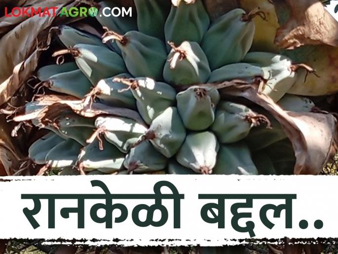 Latest News Ran Keli Do you know 'these' benefits of Ran Keli Learn in detail | Ran Keli : रानकेळीचे 'हे' फायदे माहित आहेत का? जाणून घ्या सविस्तर  Latest News Ran Keli Do you know 'these' benefits of Ran Keli Learn in detail | Ran Keli : रानकेळीचे 'हे' फायदे माहित आहेत का? जाणून घ्या सविस्तर