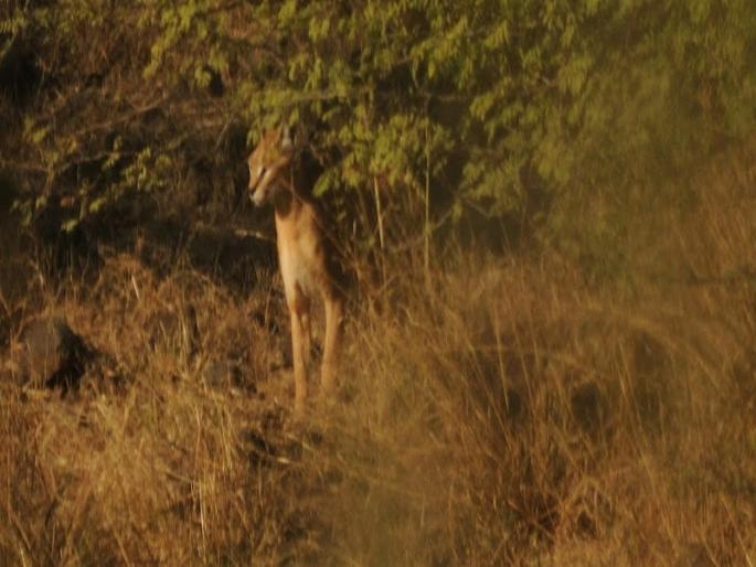 Discussion .. Fear ... and exhaustion of freedom .. because no leopard it's ran manjar | चर्चा.. भीती...आणि सुटकेचा निःश्वास.. कारण बिबट्या नव्हे ते रानमांजर निघाले Discussion .. Fear ... and exhaustion of freedom .. because no leopard it's ran manjar | चर्चा.. भीती...आणि सुटकेचा निःश्वास.. कारण बिबट्या नव्हे ते रानमांजर निघाले