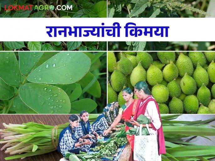 Ranbhaji: This year, the demand for healthy wild vegetables has increased during Ganeshotsav | Ranbhaji : यंदा आरोग्यदायी रानभाज्यांना आले सुगीचे दिवस गणेशोत्सवात वाढली मागणी Ranbhaji: This year, the demand for healthy wild vegetables has increased during Ganeshotsav | Ranbhaji : यंदा आरोग्यदायी रानभाज्यांना आले सुगीचे दिवस गणेशोत्सवात वाढली मागणी