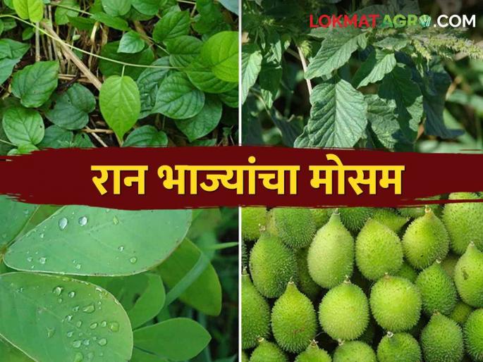 Monsoon has come, eat healthy wild vegetables | Ranbhajya आला पावसाळा, खा आरोग्यवर्धक रानभाज्या Monsoon has come, eat healthy wild vegetables | Ranbhajya आला पावसाळा, खा आरोग्यवर्धक रानभाज्या