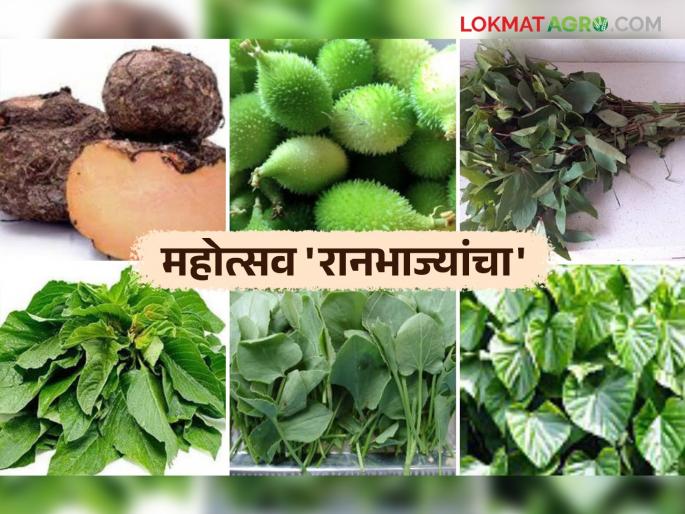 Ranbhaji Mahotsav : Wild Vegetable Festival to make people aware about nutritious vegetables | Ranbhaji Mahotsav : पौष्टिक भाज्यांबाबत लोकांना जागरुक करण्यासाठी रानभाजी महोत्सव Ranbhaji Mahotsav : Wild Vegetable Festival to make people aware about nutritious vegetables | Ranbhaji Mahotsav : पौष्टिक भाज्यांबाबत लोकांना जागरुक करण्यासाठी रानभाजी महोत्सव