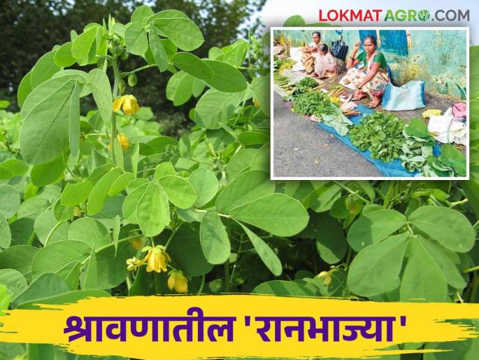 Ranbhaji: Importance for health of Ranbhaji in Shravan, which vegetables are eaten on which day | Ranbhaji: श्रावणात रानभाज्यांचे आहारातील महत्व कोणत्या दिवशी कोणती भाजी खातात Ranbhaji: Importance for health of Ranbhaji in Shravan, which vegetables are eaten on which day | Ranbhaji: श्रावणात रानभाज्यांचे आहारातील महत्व कोणत्या दिवशी कोणती भाजी खातात