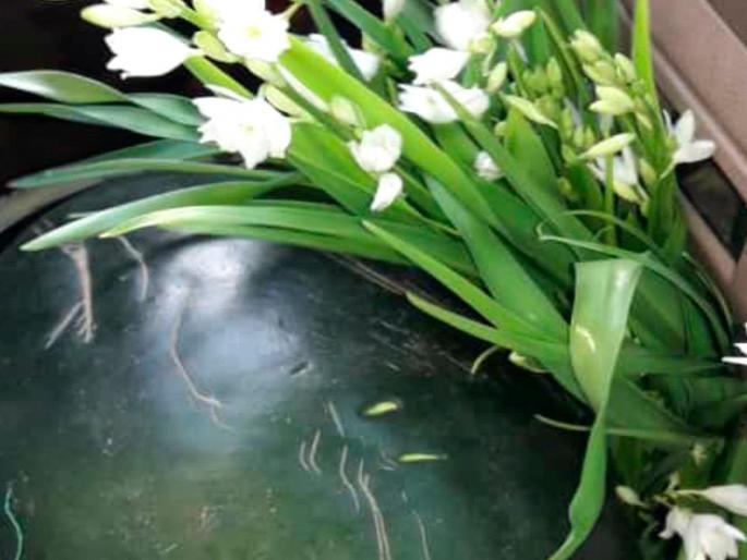 Tasting legumes already for a month; Beneficial in boosting immunity in corona | महिनाभर आधीच रानभाज्यांचा आस्वाद; कोरोनात प्रतिकारशक्ती वाढविण्यात फायदेशीर Tasting legumes already for a month; Beneficial in boosting immunity in corona | महिनाभर आधीच रानभाज्यांचा आस्वाद; कोरोनात प्रतिकारशक्ती वाढविण्यात फायदेशीर