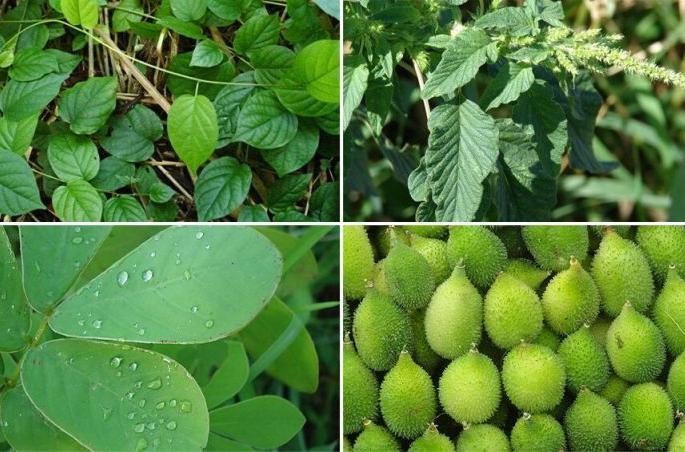 There is no Forest Vegetables festival in Buldana district | बुलडाणा जिल्ह्यात रानभाज्या महोत्सवाचे आयोजनच नाही