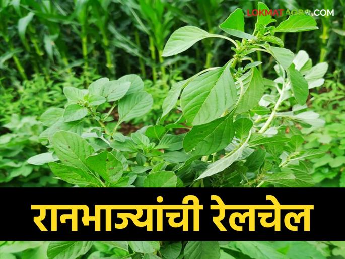 Here are the top five wild vegetables that are all-rounders | या आहेत टॉप फाईव्ह रानभाज्या ज्या आहेत सर्वगुणसंपन्न Here are the top five wild vegetables that are all-rounders | या आहेत टॉप फाईव्ह रानभाज्या ज्या आहेत सर्वगुणसंपन्न