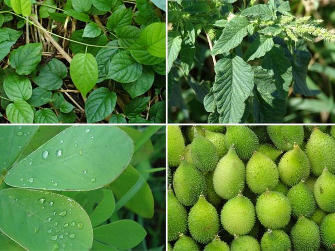 State level efforts to increase agricultural exports | शेतमाल निर्यातवाढीसाठी राज्य स्तरावर प्रयत्न State level efforts to increase agricultural exports | शेतमाल निर्यातवाढीसाठी राज्य स्तरावर प्रयत्न