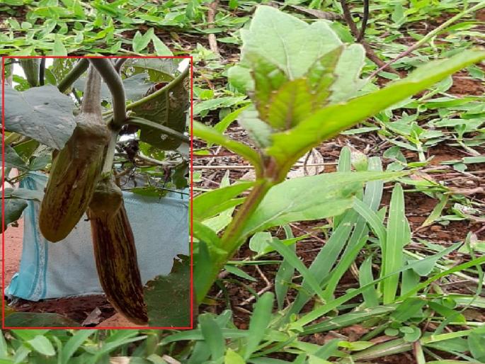 Many wild vegetables grew in the surrounding hills including the Kas area | कास डोंगरमाथ्यावर निसर्गाने फुलविले आरोग्यपूर्ण दान, रानोरानी दुर्मीळ रानभाज्या Many wild vegetables grew in the surrounding hills including the Kas area | कास डोंगरमाथ्यावर निसर्गाने फुलविले आरोग्यपूर्ण दान, रानोरानी दुर्मीळ रानभाज्या