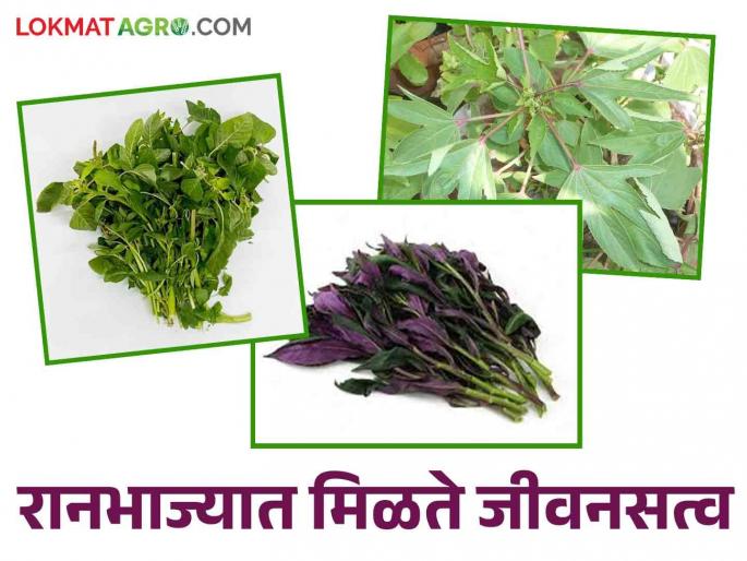 Raan bhaji : Eat raan bhaji during monsoons; Improve health | Raan bhaji : पावसाळ्यात रानभाज्या खा; आरोग्य सुधारा Raan bhaji : Eat raan bhaji during monsoons; Improve health | Raan bhaji : पावसाळ्यात रानभाज्या खा; आरोग्य सुधारा