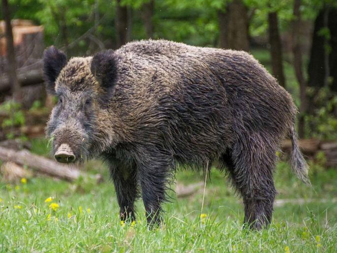 Women and elderly seriously injured in wild boar attack | रानडुकराच्या हल्ल्यात महिला व वृद्ध गंभीर Women and elderly seriously injured in wild boar attack | रानडुकराच्या हल्ल्यात महिला व वृद्ध गंभीर