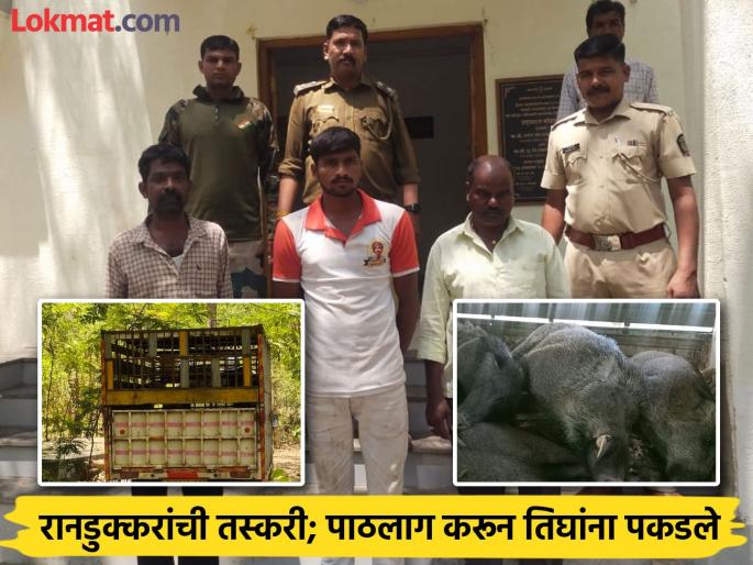 20 wild boars loaded into a vehicle headed for Mumbai, Nashik for sale; Three arrested after chase in Chhatrapati Sambhajinagar | २० रानडुक्करे वाहनात भरून निघाले विक्रीस मुंबई, नाशिककडे; पाठलाग करून तिघे पकडले 20 wild boars loaded into a vehicle headed for Mumbai, Nashik for sale; Three arrested after chase in Chhatrapati Sambhajinagar | २० रानडुक्करे वाहनात भरून निघाले विक्रीस मुंबई, नाशिककडे; पाठलाग करून तिघे पकडले