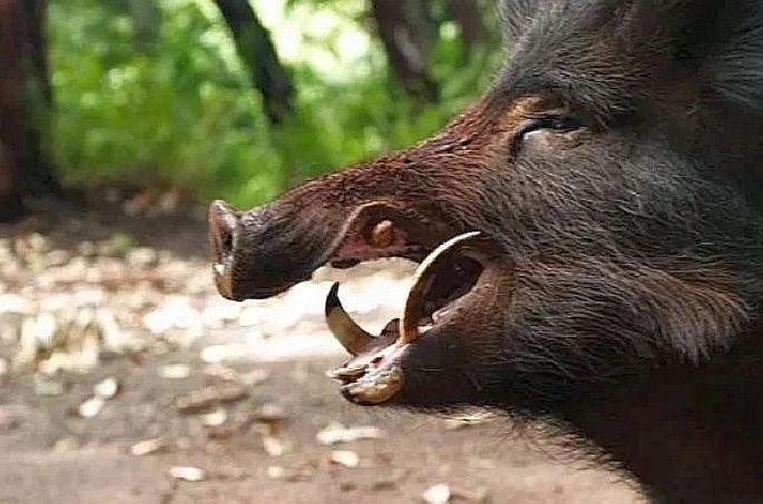 Thrill! The wild boar entered the house and stayed out all night | थरार! रानडुक्कर अचानक शिरले घरात अन् घरच्यांची पळापळ