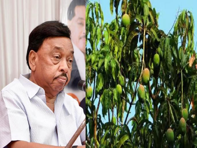 Help mango growers in Sindhudurg through a special financial package, MP Narayan Rane demands from the Union Agriculture Minister | सिंधुदुर्गातील आंबा उत्पादकांना विशेष आर्थिक पॅकेजद्वारे मदत करा, खासदार नारायण राणे यांची केंद्रीय कृषी मंत्र्यांकडे मागणी Help mango growers in Sindhudurg through a special financial package, MP Narayan Rane demands from the Union Agriculture Minister | सिंधुदुर्गातील आंबा उत्पादकांना विशेष आर्थिक पॅकेजद्वारे मदत करा, खासदार नारायण राणे यांची केंद्रीय कृषी मंत्र्यांकडे मागणी