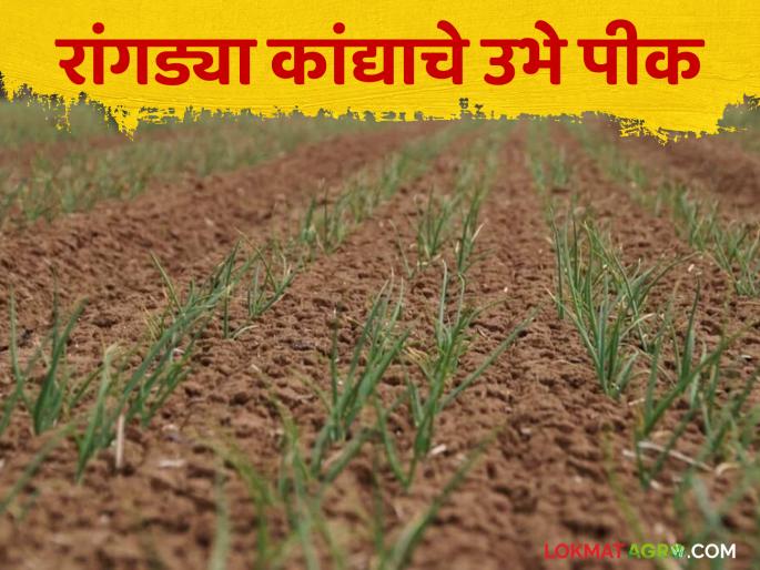 Latest News Kanda Crop Management What to take care of when growing onion in rabbi season Learn in detail | Kanda Crop Management : रांगडा कांद्याचे उभे पीक असतांना काय काळजी घ्यावी? जाणून घ्या सविस्तर  Latest News Kanda Crop Management What to take care of when growing onion in rabbi season Learn in detail | Kanda Crop Management : रांगडा कांद्याचे उभे पीक असतांना काय काळजी घ्यावी? जाणून घ्या सविस्तर