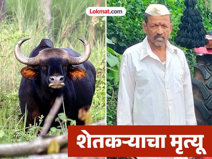 Farmer in a pool of blood after being attacked by a wild boar! Shamrao Korane dies after a horn enters his chest | रानगव्याच्या हल्ल्यात शेतकरी रक्ताच्या थारोळ्यात! शिंग छातीत घुसल्याने शामराव कोराणे यांचा मृत्यू Farmer in a pool of blood after being attacked by a wild boar! Shamrao Korane dies after a horn enters his chest | रानगव्याच्या हल्ल्यात शेतकरी रक्ताच्या थारोळ्यात! शिंग छातीत घुसल्याने शामराव कोराणे यांचा मृत्यू