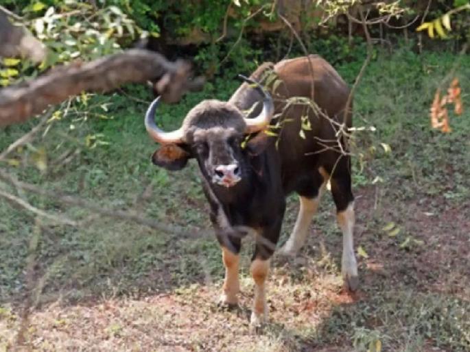 Farmer dies on the spot in wild rangava attack; Sonat village incident creates panic among people | रानगव्याच्या हल्ल्यात शेतकऱ्याचा जागीच मृत्यू; सोनाट गावातील घटनेने लोकांमध्ये दहशतीचं वातावरण Farmer dies on the spot in wild rangava attack; Sonat village incident creates panic among people | रानगव्याच्या हल्ल्यात शेतकऱ्याचा जागीच मृत्यू; सोनाट गावातील घटनेने लोकांमध्ये दहशतीचं वातावरण