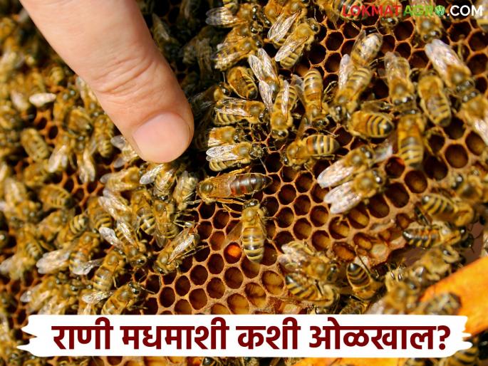 What is the role of the queen bee in beekeeping? How to identify her? Learn in detail | मधमाशीपालनात राणी माशी काय काम करते? तिला कशी ओळखायची? जाणून घ्या सविस्तर