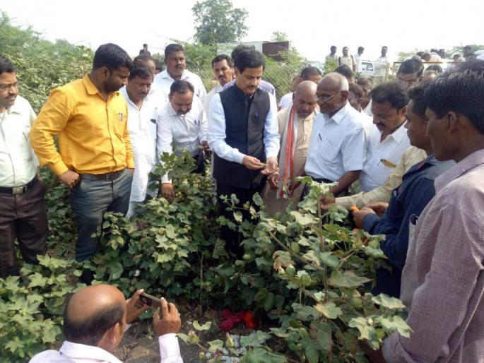 Guardian Minister Conducted Inspection of Bonded Corrugated Cotton | पालकमंत्र्यांनी केली बोंडअळीग्रस्त कपाशीची पाहणी Guardian Minister Conducted Inspection of Bonded Corrugated Cotton | पालकमंत्र्यांनी केली बोंडअळीग्रस्त कपाशीची पाहणी
