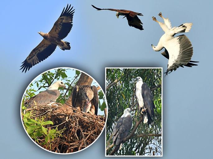 A sea eagle takes birth near Rankala, the first incident in Kolhapur | समुद्री गरुडाने घेतला रंकाळाकाठी जन्म, कोल्हापुरातील पहिलीच घटना A sea eagle takes birth near Rankala, the first incident in Kolhapur | समुद्री गरुडाने घेतला रंकाळाकाठी जन्म, कोल्हापुरातील पहिलीच घटना