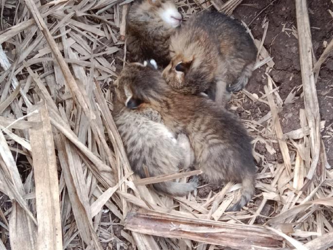 Cubs of wild cat found while cutting sugarcane in Supane Karad Taluka Satara District | सातारा: सुपनेत ऊसतोड करताना आढळली रानमांजराची पिल्ले!, बिबट्याच्या वावरामुळे गावात भीतीचे वातावरण Cubs of wild cat found while cutting sugarcane in Supane Karad Taluka Satara District | सातारा: सुपनेत ऊसतोड करताना आढळली रानमांजराची पिल्ले!, बिबट्याच्या वावरामुळे गावात भीतीचे वातावरण