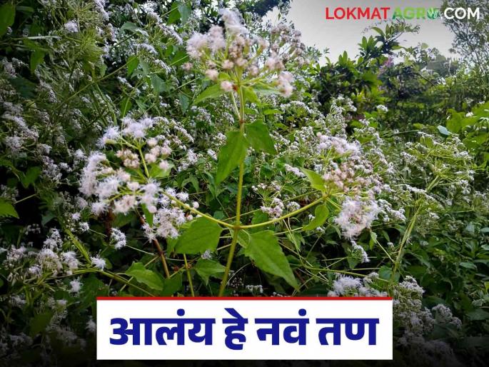Ranmodi : After parthenium, chubuk kata and lantana, this new weed has arrived; a new headache for farmers | Ranmodi : गाजरगवत, चुबूक काटा व घाणेरीनंतर आलंय हे नवीन तण; शेतकऱ्यांपुढे नवी डोकेदुखी   Ranmodi : After parthenium, chubuk kata and lantana, this new weed has arrived; a new headache for farmers | Ranmodi : गाजरगवत, चुबूक काटा व घाणेरीनंतर आलंय हे नवीन तण; शेतकऱ्यांपुढे नवी डोकेदुखी