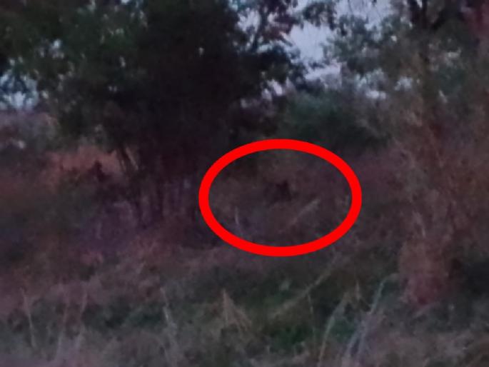 A bear came into the queen's garden but fortunately a disaster was averted | राणीच्या बागेत अस्वल आले पण चिमुकलीच्या सतर्कतेने दुर्घटना टळली A bear came into the queen's garden but fortunately a disaster was averted | राणीच्या बागेत अस्वल आले पण चिमुकलीच्या सतर्कतेने दुर्घटना टळली