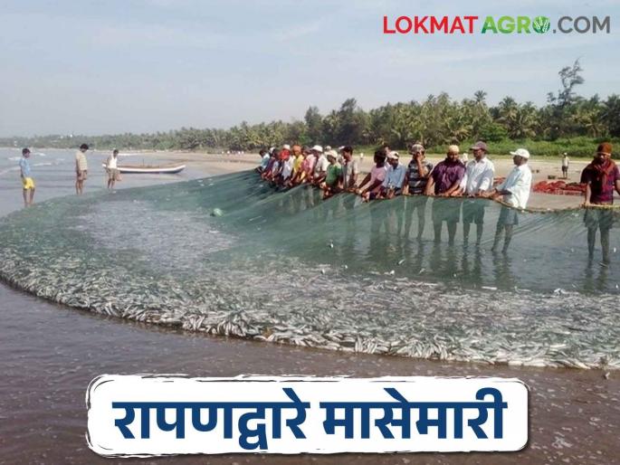 Rapan Method How fishermen do fishing during fishing ban | Fishing मासेमारी बंदी काळात मच्छीमार कशी करतात मासेमारी Rapan Method How fishermen do fishing during fishing ban | Fishing मासेमारी बंदी काळात मच्छीमार कशी करतात मासेमारी