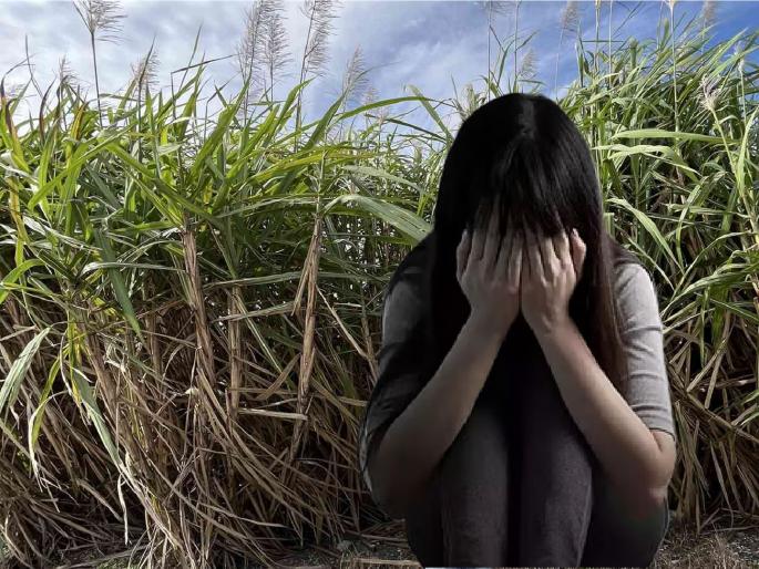Beed Crime: Twelve-year-old girl who came with her sister to cut sugarcane was tortured | Beed: ऊसतोडणीसाठी बहिणीसोबत आलेल्या बारा वर्षाच्या मुलीवर अत्याचार, आरोपीला बेड्या Beed Crime: Twelve-year-old girl who came with her sister to cut sugarcane was tortured | Beed: ऊसतोडणीसाठी बहिणीसोबत आलेल्या बारा वर्षाच्या मुलीवर अत्याचार, आरोपीला बेड्या
