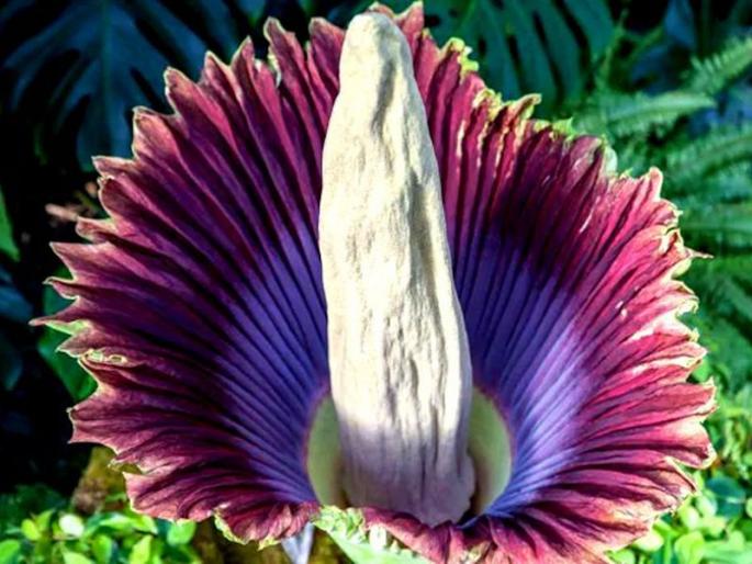 Pics of corpse flower which blooms for just a few hours in a decade | १० वर्षातून केवळ एकदा काही तासांसाठीच फुलतं हे फूल! Pics of corpse flower which blooms for just a few hours in a decade | १० वर्षातून केवळ एकदा काही तासांसाठीच फुलतं हे फूल!