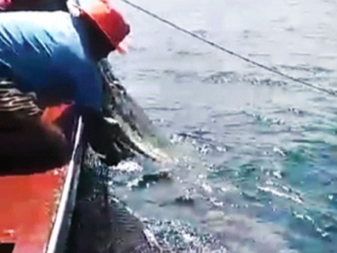 Success in the campaign to save the rare tortoise-fish species | दुर्मीळ कासव-मत्स्य प्रजाती वाचविण्याच्या मोहिमेला यश Success in the campaign to save the rare tortoise-fish species | दुर्मीळ कासव-मत्स्य प्रजाती वाचविण्याच्या मोहिमेला यश