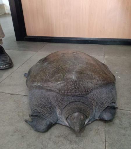 Search for rare turtle habitat now by Forest Department | दुर्मिळ कासवाच्या अधिवासाचा आता वनविभागाकडून शोध