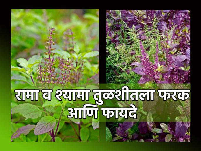 Vastu Tips: Which tulsi should be kept in the house, Rama or Shyama? Know its solutions and benefits! | Vastu Tips: कोणती तुळशी घरात ठेवावी, रामा की श्यामा? जाणून घ्या तिचे उपाय आणि फायदे! Vastu Tips: Which tulsi should be kept in the house, Rama or Shyama? Know its solutions and benefits! | Vastu Tips: कोणती तुळशी घरात ठेवावी, रामा की श्यामा? जाणून घ्या तिचे उपाय आणि फायदे!