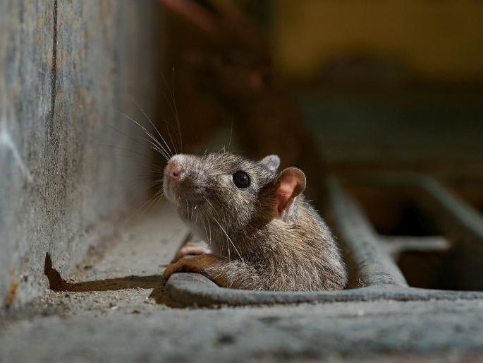 6 patients bitten by rats in 'Cooper' in two months; RTI revealed; Patients, relatives angry | ‘कूपर’मध्ये दोन महिन्यांत ६ रुग्णांना उंदरांचा चावा; माहिती अधिकारात उघड; रुग्ण, नातेवाईक संतप्त