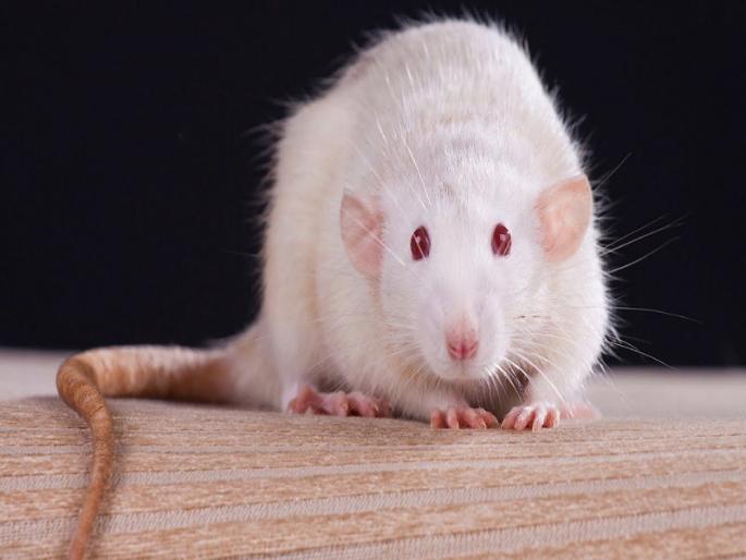Pimpri Chinchwad Municipal Corporation will buy a rat for 163 rupees | पिंपरी-चिंचवड महापालिका घेणार १६३ रुपयाला एक उंदीर Pimpri Chinchwad Municipal Corporation will buy a rat for 163 rupees | पिंपरी-चिंचवड महापालिका घेणार १६३ रुपयाला एक उंदीर