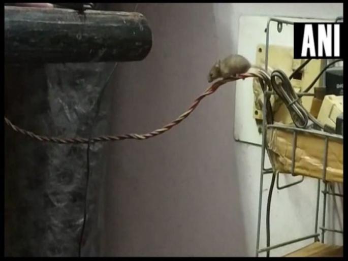 9 day old baby dies at bihar due to rat bite | उंदरानं कुरतडल्यानं 9 दिवसांच्या बाळाचा मृत्यू, हॉस्पिटलवर निष्काळजीपणाचा आरोप  9 day old baby dies at bihar due to rat bite | उंदरानं कुरतडल्यानं 9 दिवसांच्या बाळाचा मृत्यू, हॉस्पिटलवर निष्काळजीपणाचा आरोप