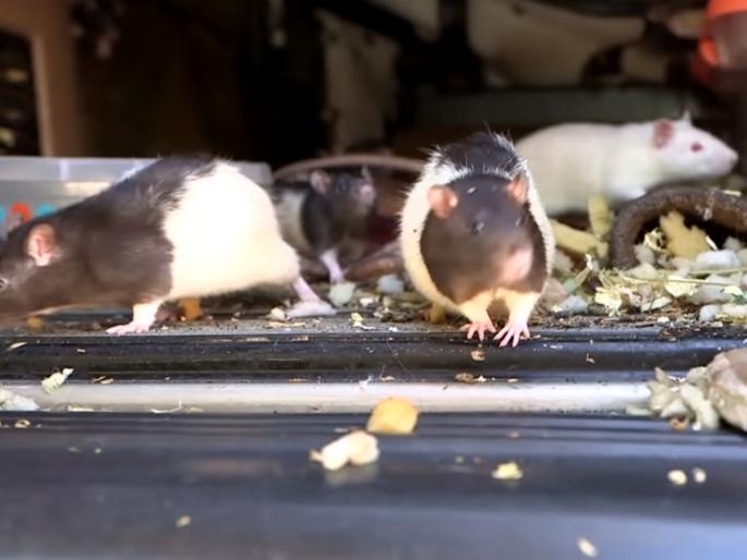 Meet this california woman who found living in van with over 300 pet rats | अरे देवा! वॅनमध्ये 320 उंदरांसोबत राहत होती महिला; पण का?