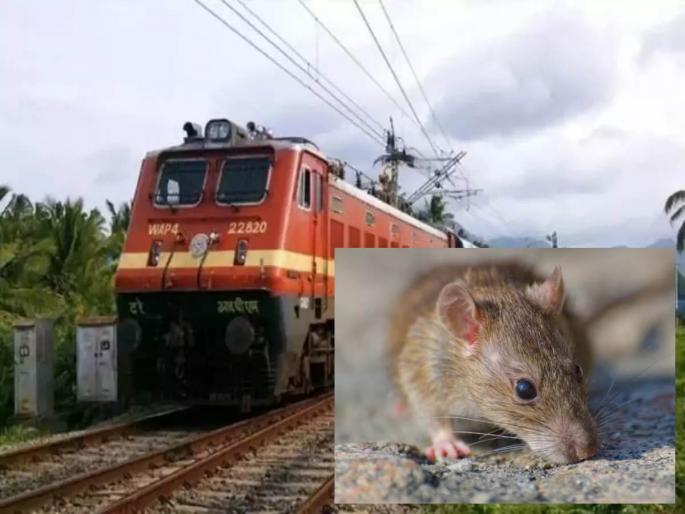 It's amazing to hear! 69 lakh rupees spent to catch 168 rats in railways; Read What is the real case? | ऐकावे ते नवलच! रेल्वेतील १६८ उंदीर पकडण्यासाठी ६९ लाख रुपये खर्च; वाचा नेमकं प्रकरण काय? It's amazing to hear! 69 lakh rupees spent to catch 168 rats in railways; Read What is the real case? | ऐकावे ते नवलच! रेल्वेतील १६८ उंदीर पकडण्यासाठी ६९ लाख रुपये खर्च; वाचा नेमकं प्रकरण काय?