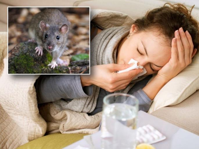 in mumbai the municipality killed 40000 rats in june measures for prevention of leptospirosis  | अबब! पालिकेने जूनमध्ये मारले ४० हजार उंदीर; ‘लेप्टोस्पायरोसिस’च्या प्रतिबंधासाठी उपाययोजना  in mumbai the municipality killed 40000 rats in june measures for prevention of leptospirosis  | अबब! पालिकेने जूनमध्ये मारले ४० हजार उंदीर; ‘लेप्टोस्पायरोसिस’च्या प्रतिबंधासाठी उपाययोजना