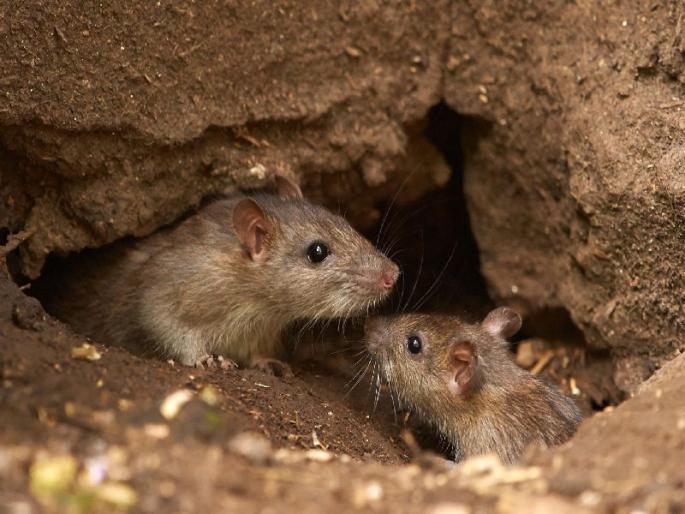 Centennial Hospital: Notice to show the reasons behind the mice biting mechanism | शताब्दी रूग्णालय :उंदरांच्या चाव्याप्रकरणी यंत्रणांना पालिकेची कारणे दाखवा नोटीस Centennial Hospital: Notice to show the reasons behind the mice biting mechanism | शताब्दी रूग्णालय :उंदरांच्या चाव्याप्रकरणी यंत्रणांना पालिकेची कारणे दाखवा नोटीस